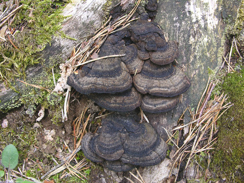 2 soli ritrovamenti.